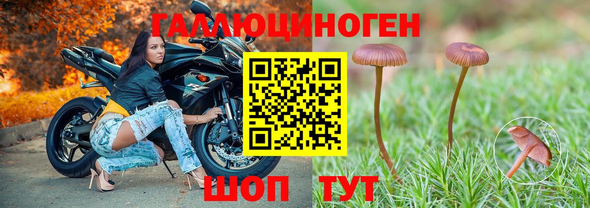 Псилоцибиновые грибы Psilocybine cubensis Волгоград